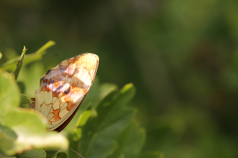 Brenthis daphne, Nymphalidae